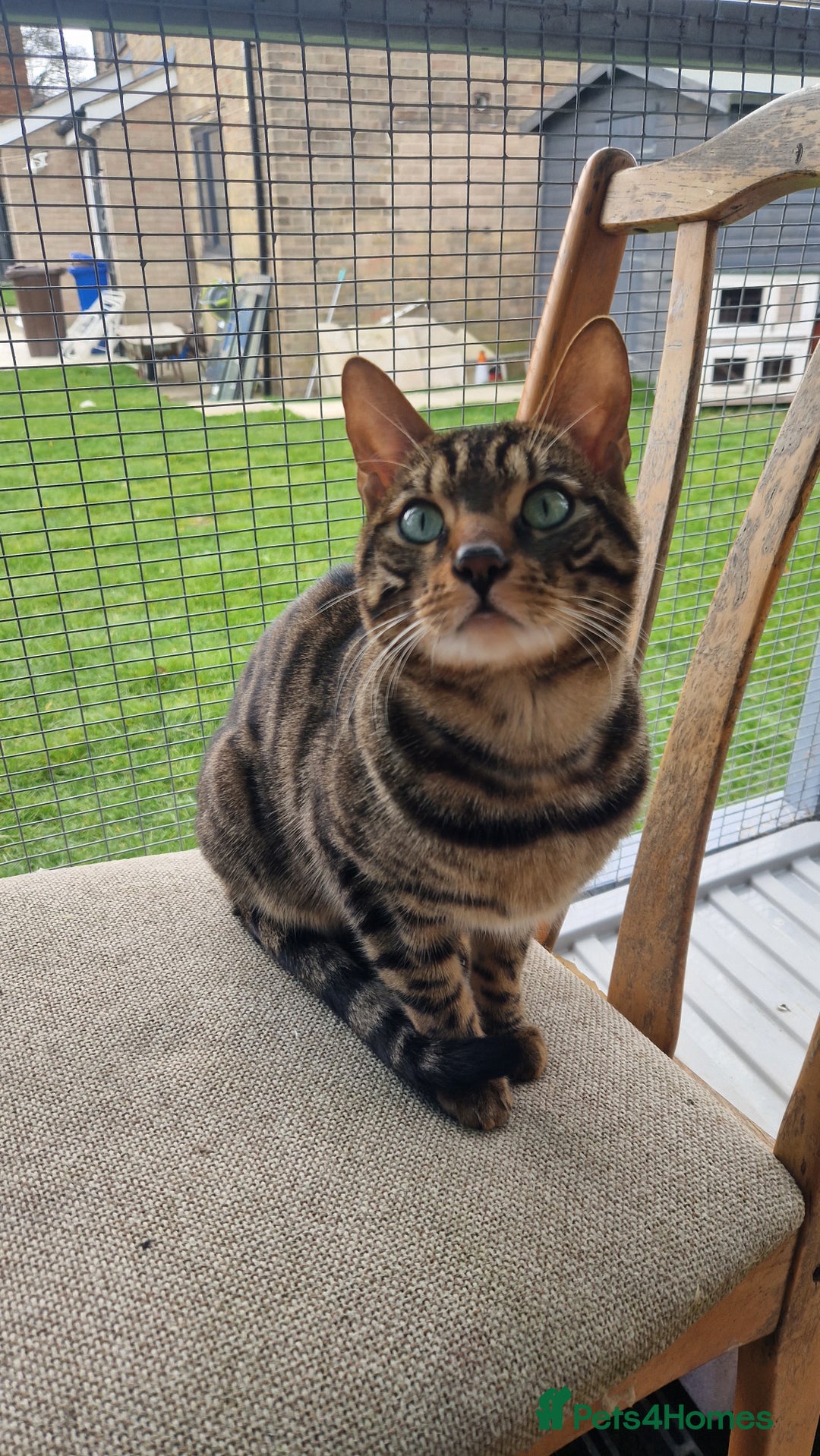 Bengal cats for sale: BEAUTIFUL BROWN BENGAL FOR REHOME  - Image 7