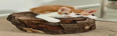 Domestic Shorthair 1