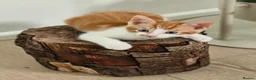 Domestic Shorthair cats for sale:  Gorgeous Ginger & White Male Kitten  - Advert 2