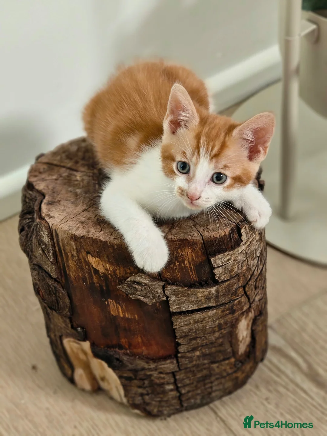 Domestic Shorthair cats for sale:  Gorgeous Ginger & White Male Kitten  - Advert 2