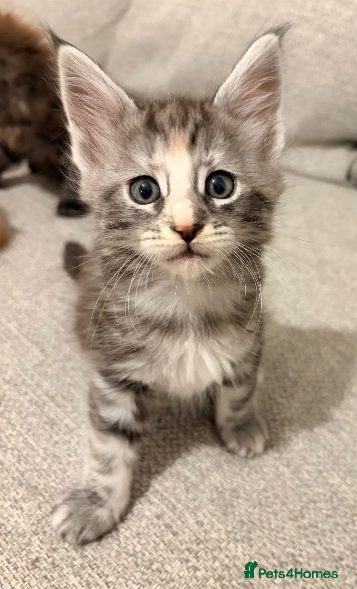 Maine Coon cats Maine coon kittens ready to reserve  - Advert 1