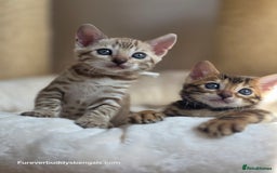 Bengal cats for sale: Gorgeous Pedigree Bengal Kittens  - Image 20