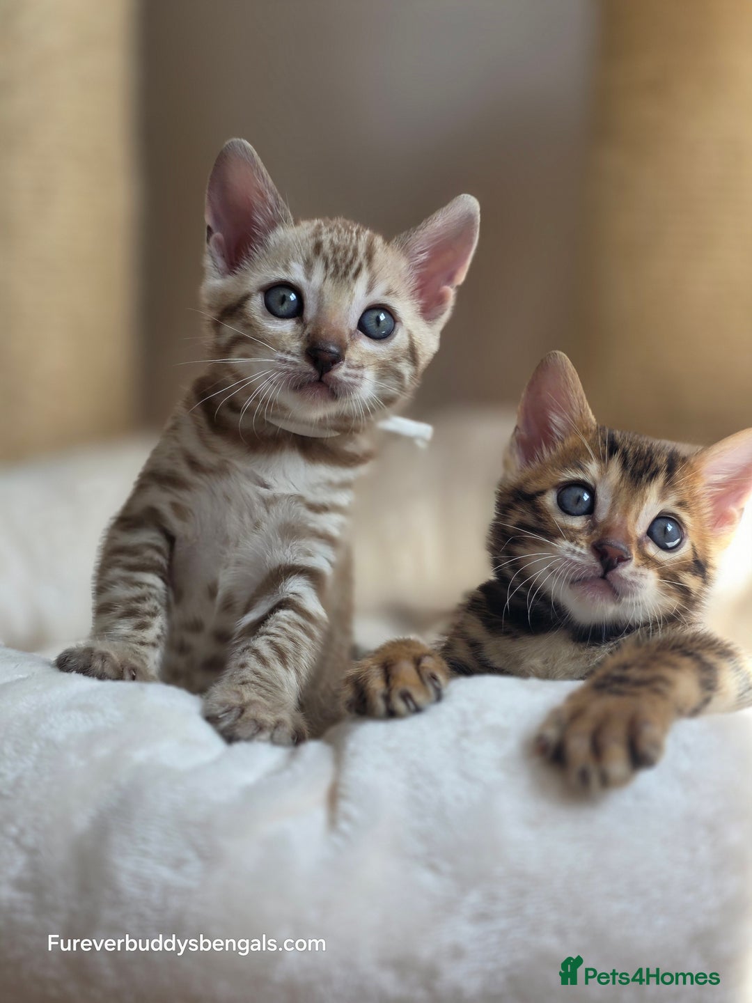 Bengal cats for sale: Gorgeous Pedigree Bengal Kittens  - Image 20
