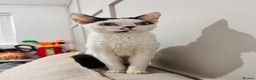 Devon Rex cats for stud: TICA active male for stud duties PROVEN STUD in Harlow - Advert 2