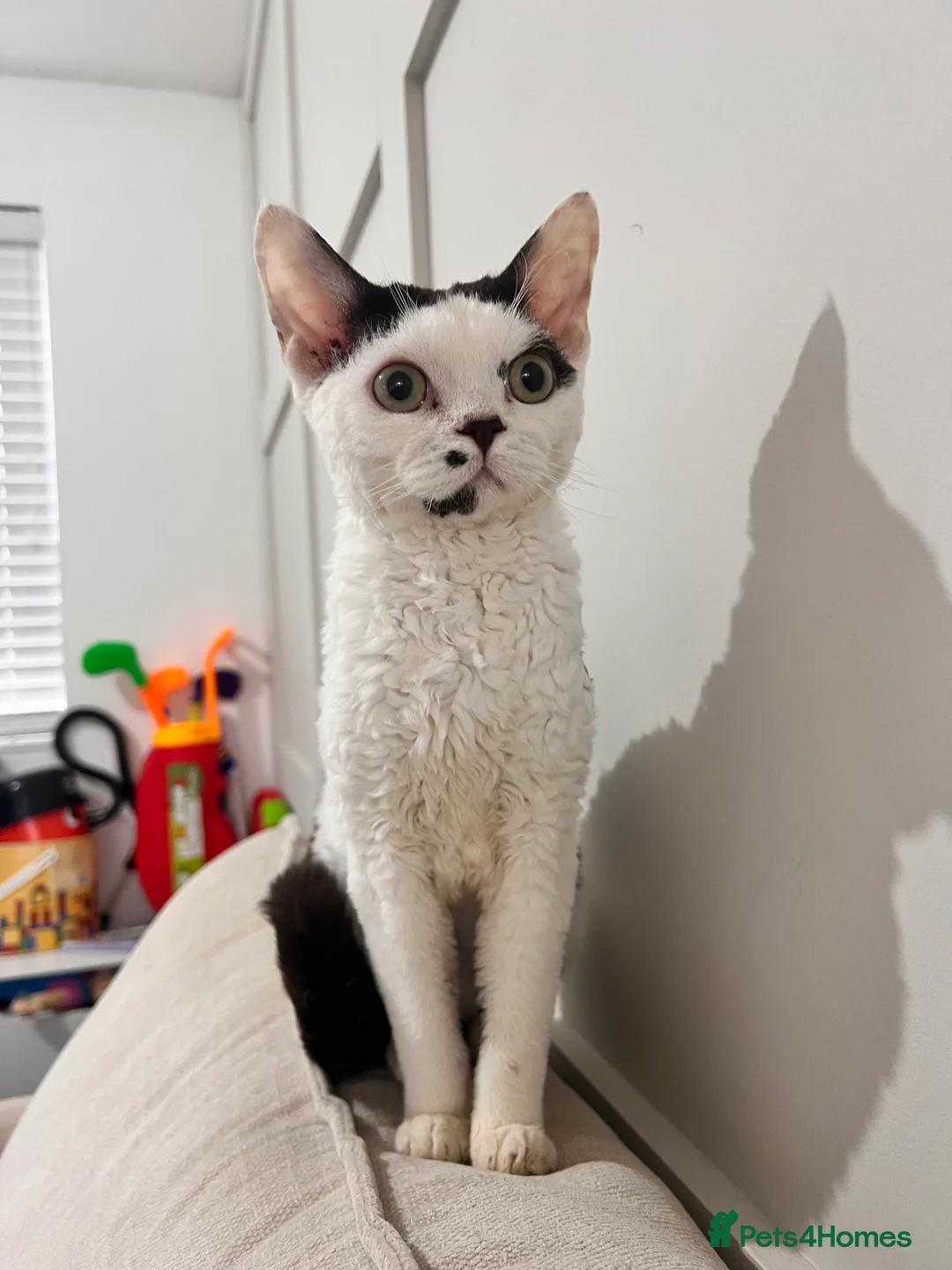 Devon Rex cats for stud: TICA active male for stud duties PROVEN STUD in Harlow - Advert 2