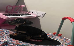 Miniature Dachshund dogs for sale: Reggie - Image 5