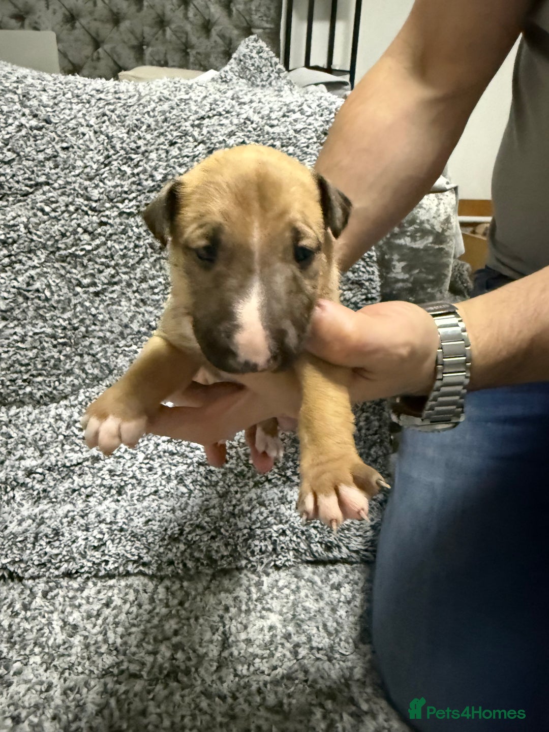 English Bull Terrier dogs for sale: KS-registered English Bull Terrier Puppies  - Advert 13