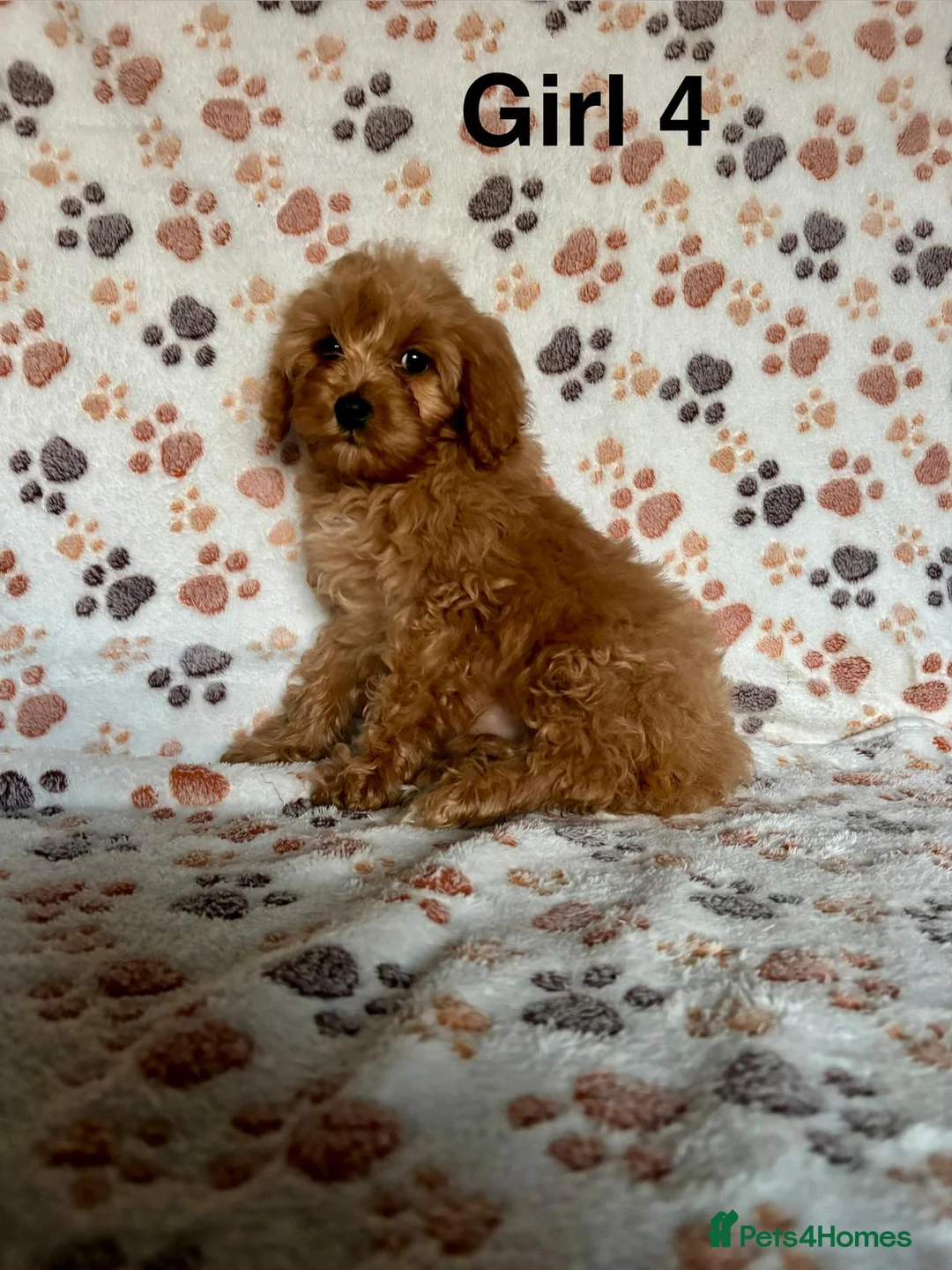 Cavapoo dogs for sale: Beautiful red Cavapoos  in Sheerness - Advert 19