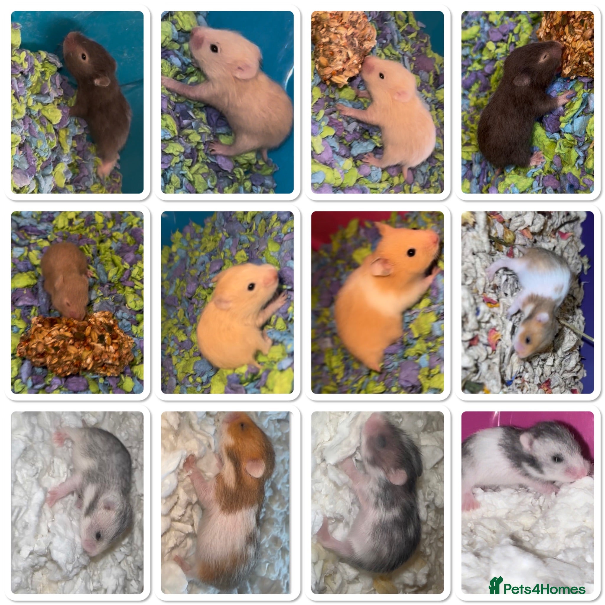 Hamster rodents Baby hamster  - Advert 1