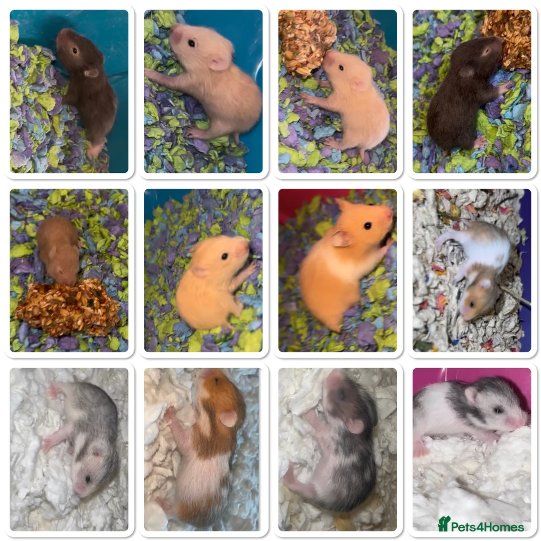 Hamster rodents for sale: Baby hamster  - Advert 1