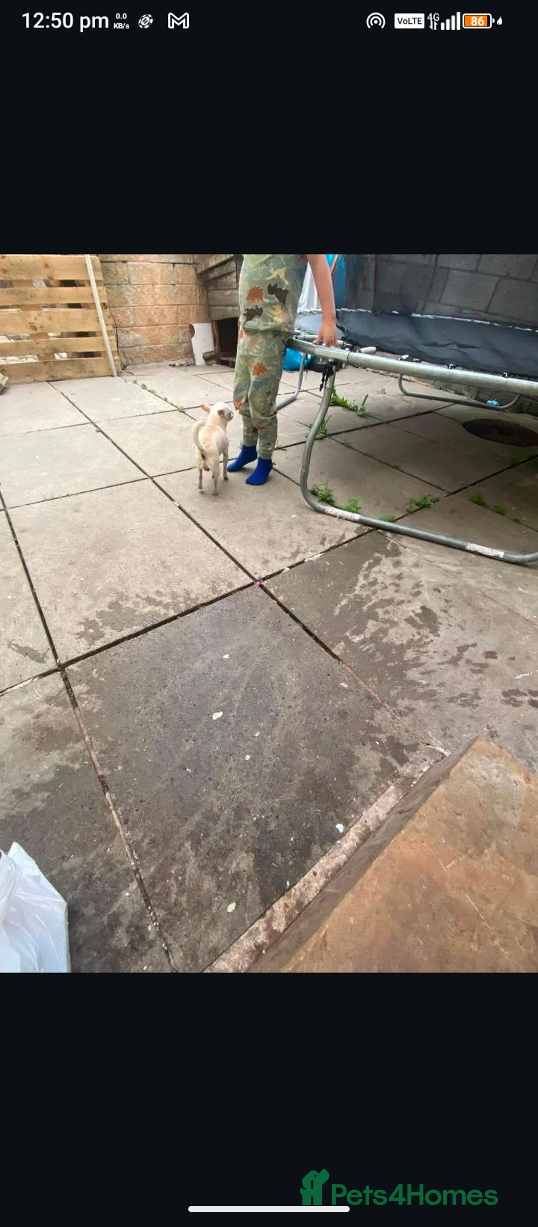 Chihuahua dogs for sale:  chihuahua boy 4 years old  in Burnley - Advert 2