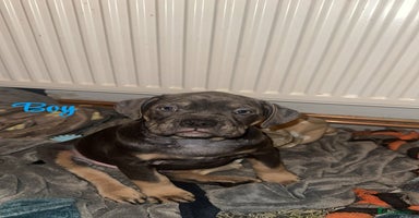 Mixed Breed dogs - Advert 6