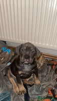 Mixed Breed dogs - Advert 6