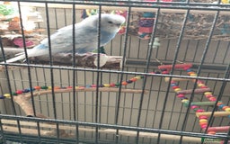 Budgerigars birds for sale: Pair of budgies and large flight cage for sale - Image 2