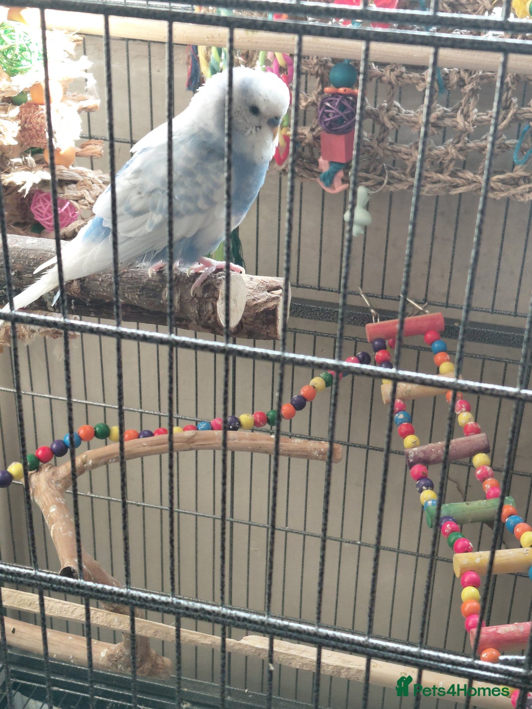 Budgerigars birds for sale: Pair of budgies and large flight cage for sale - Image 2