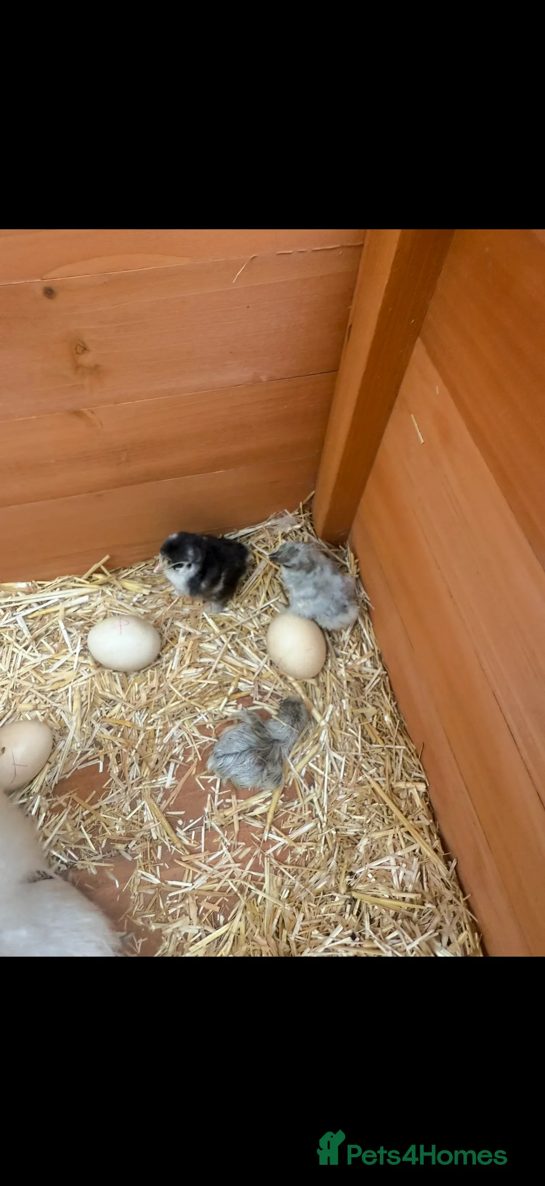 Chickens poultry for sale: Pekin bantam lavender  - Advert 16