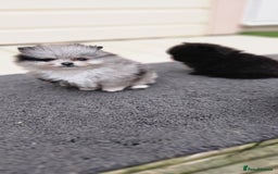 Pomeranian dogs for sale: teacup pomeranian puppies  - Image 6