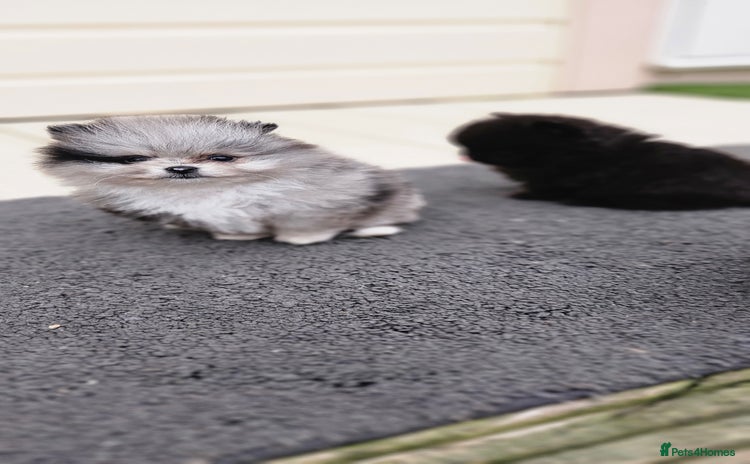 Pomeranian dogs - Advert 15