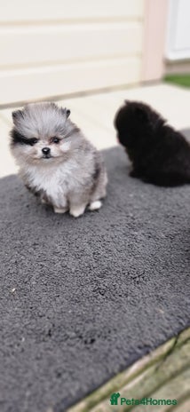 Pomeranian dogs - Advert 8