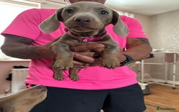 Miniature Dachshund dogs for sale: Miniature Dachshund Puppies  in Newcastle upon Tyne - Image 17