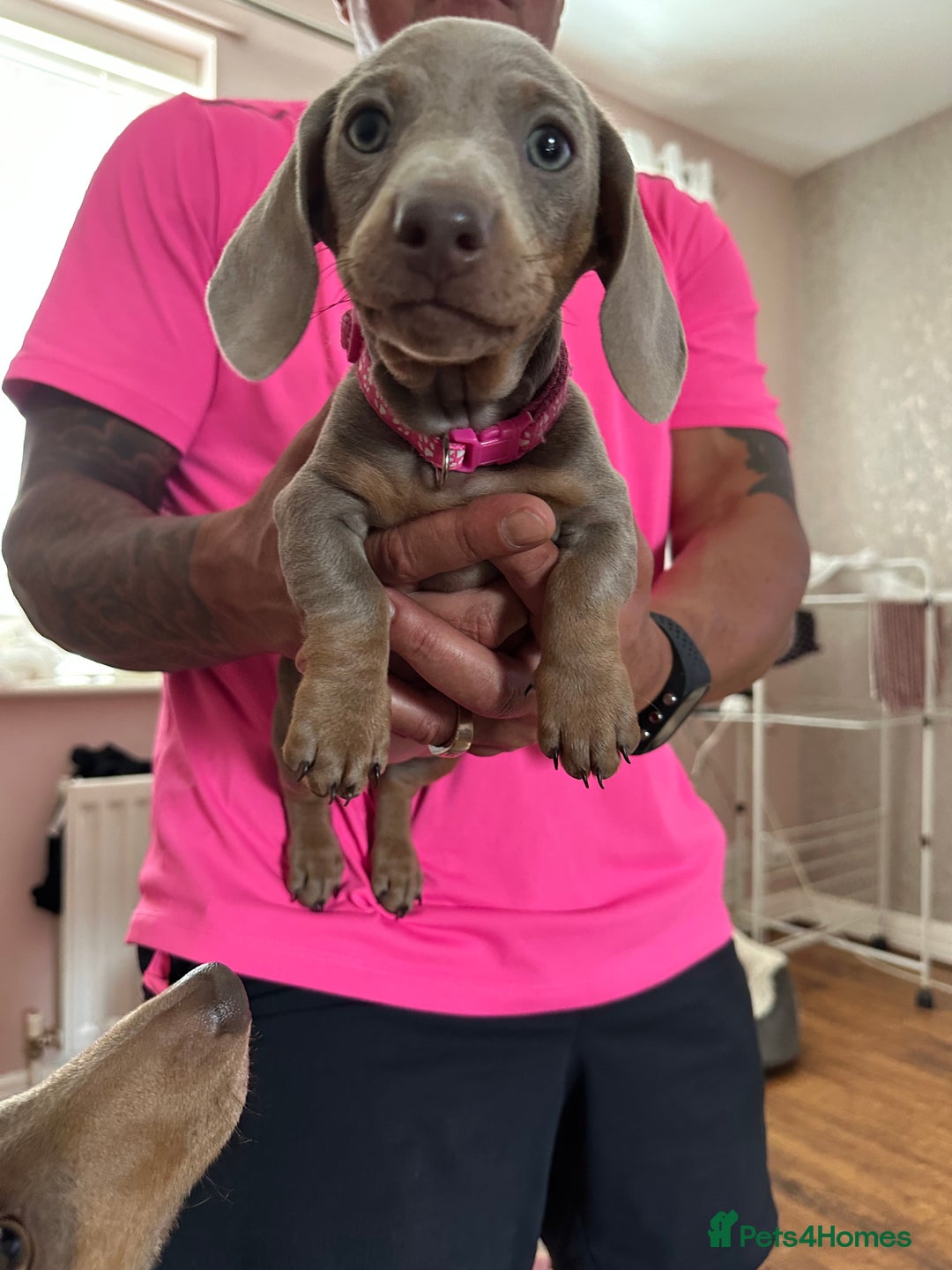 Miniature Dachshund dogs for sale: Miniature Dachshund Puppies  in Newcastle upon Tyne - Image 17