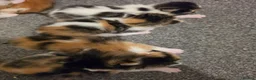 Mixed Breed cats for sale: look at all those tiny fluffballs!  - Advert 32