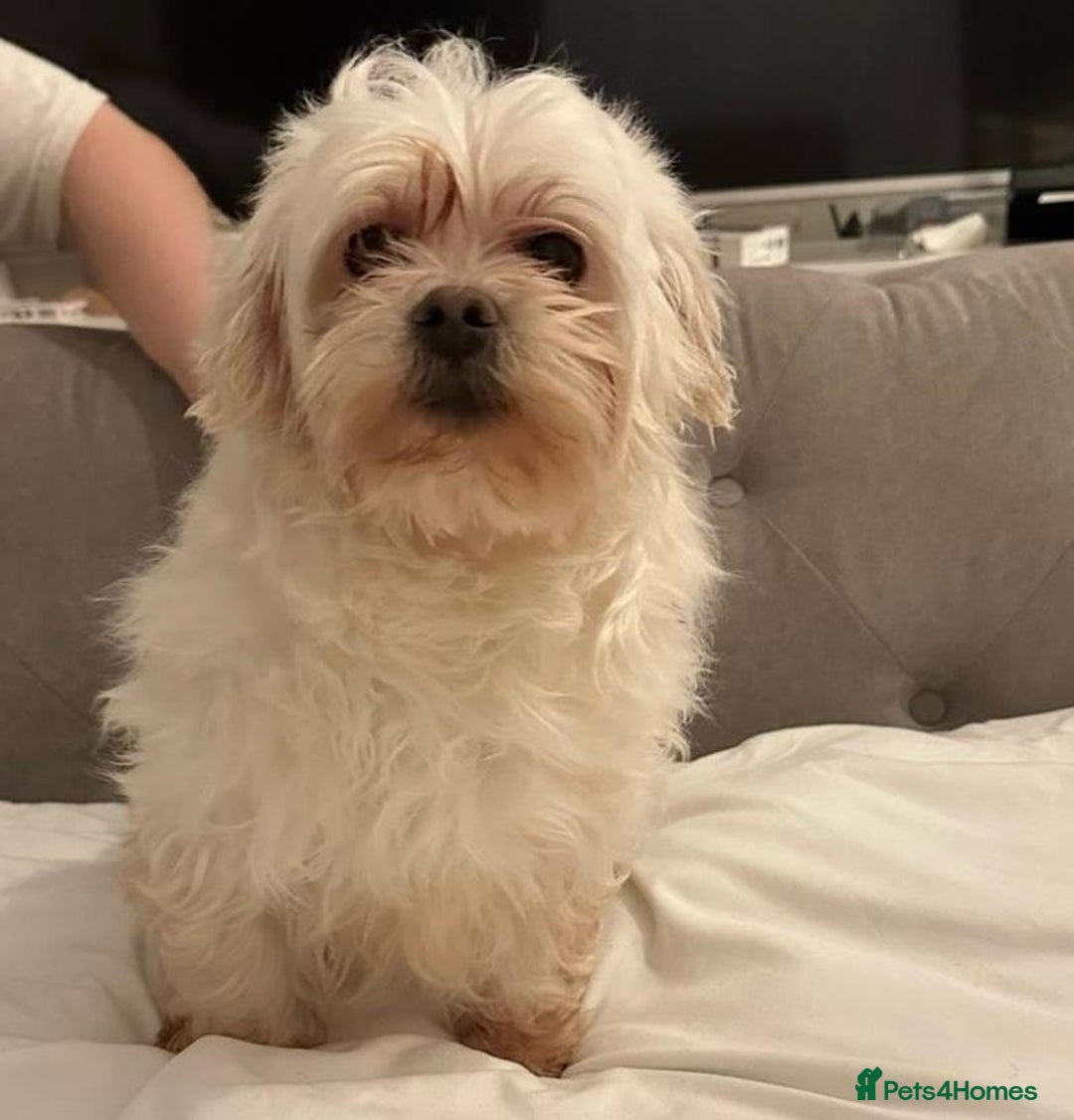 Maltipoo dogs for sale: Gorgeous Maltipoo puppies - Advert 3