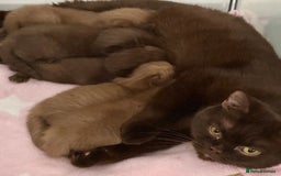 British Shorthair cats for sale: British shorthair kittens  - Image 10