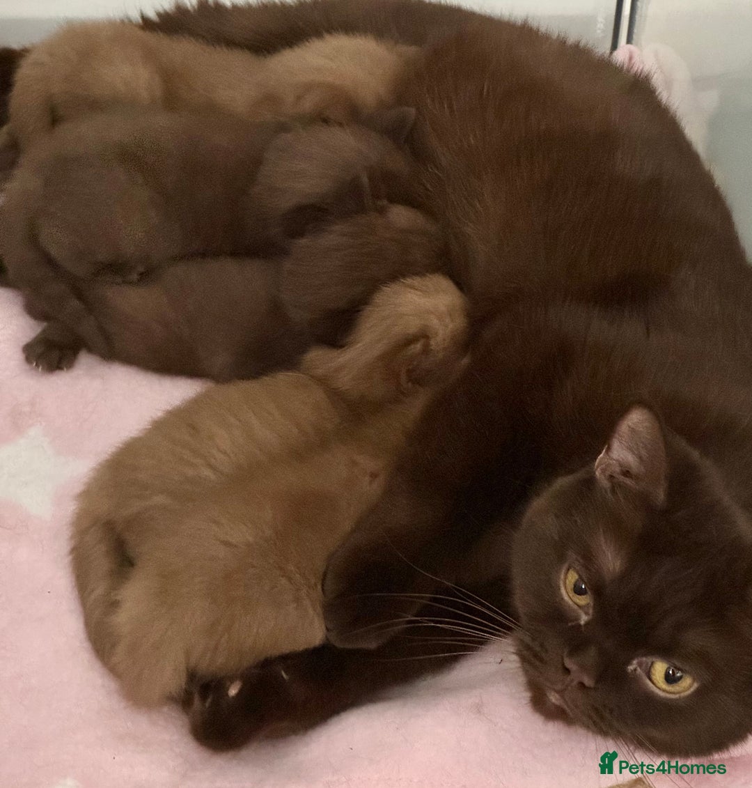 British Shorthair cats for sale: British shorthair kittens  - Image 10