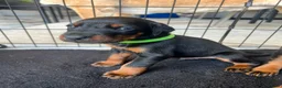 Dobermann dogs for sale: 2 LEFT,READY NOW,BEAUTIFUL DOBERMAN PUPPIES - Advert 35