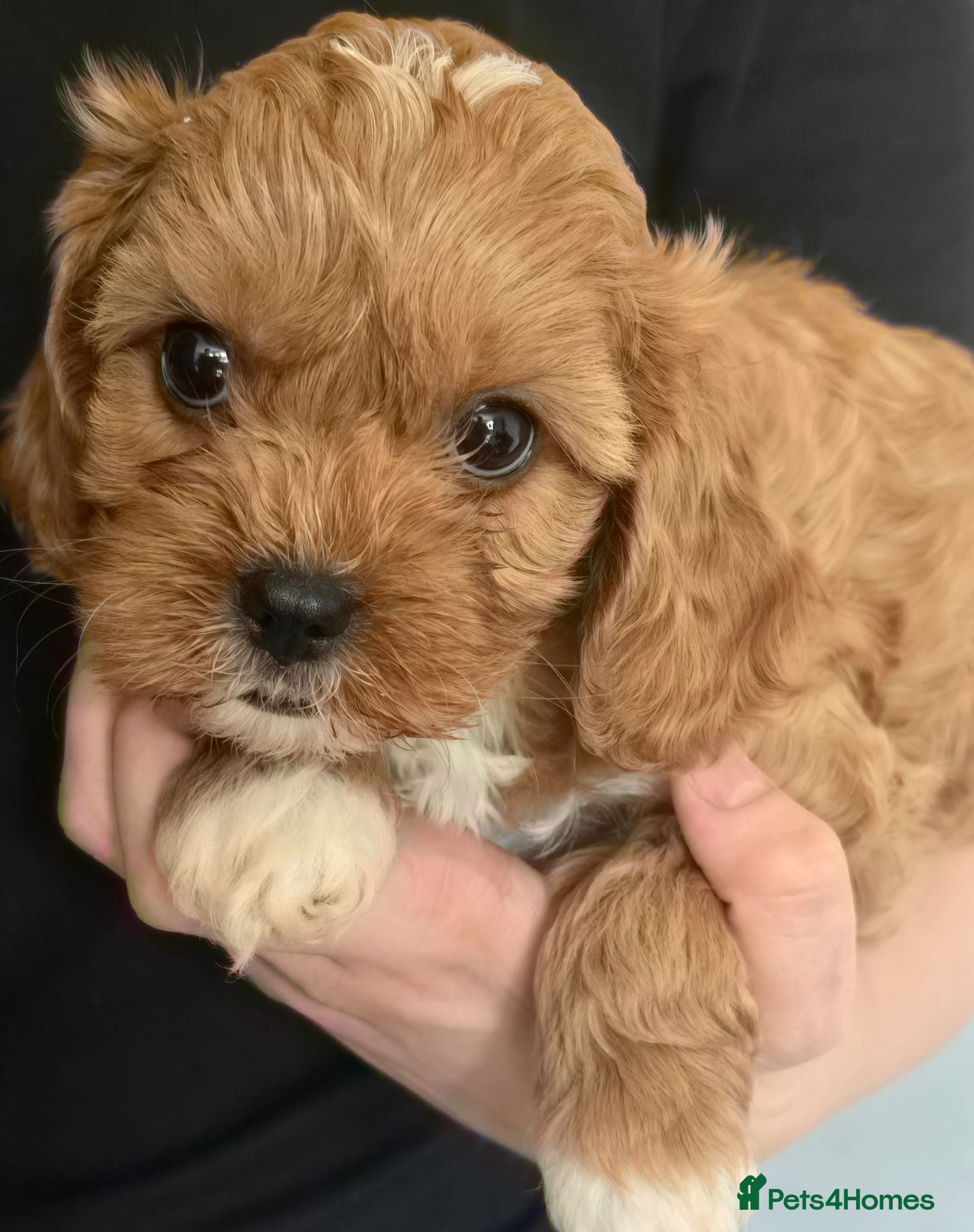 Cavapoo dogs Fox Red f1 cavapoo puppies  - Advert 1