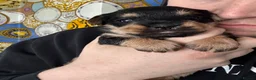 Mixed Breed dogs for sale: English Bulldog × Yorkshire Terrier Puppies in Newcastle upon Tyne - Advert 7