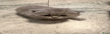British Shorthair 1