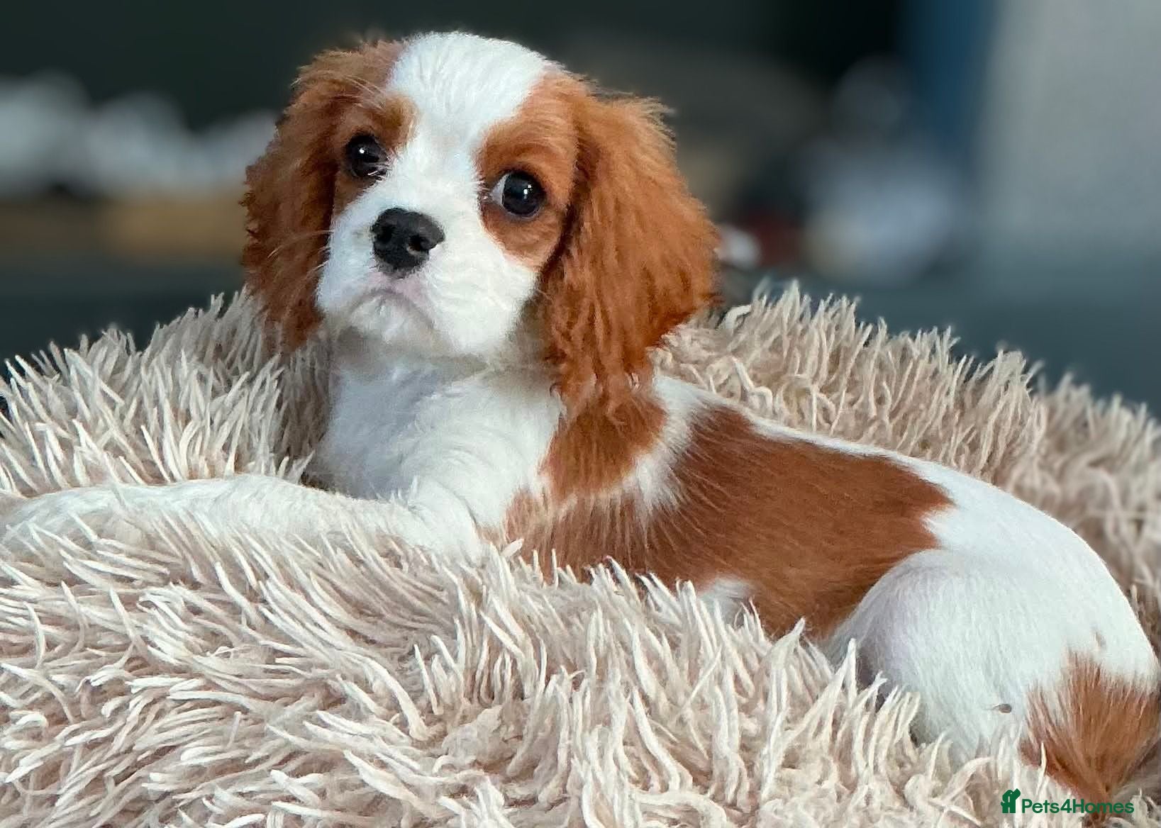 Cavalier King Charles Spaniel dogs READY LAST boy KC health tested Cavalier   - Advert 12
