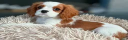 Cavalier King Charles Spaniel dogs for sale: LAST boy DNA tested KC health tested Cavalier   - Advert 2