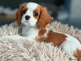 Cavalier King Charles Spaniel dogs READY LAST boy KC health tested Cavalier - Advert 12