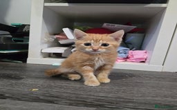 British Longhair cats for sale: 4 kittens  - Image 4