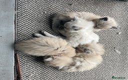 Ragdoll cats for sale: Blue and Pure Blue Mitted Ragdoll Kittens - Image 16
