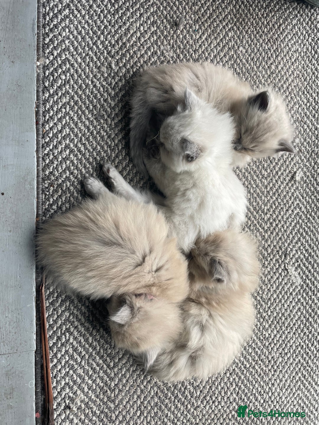 Ragdoll cats for sale: Blue and Pure Blue Mitted Ragdoll Kittens - Image 16
