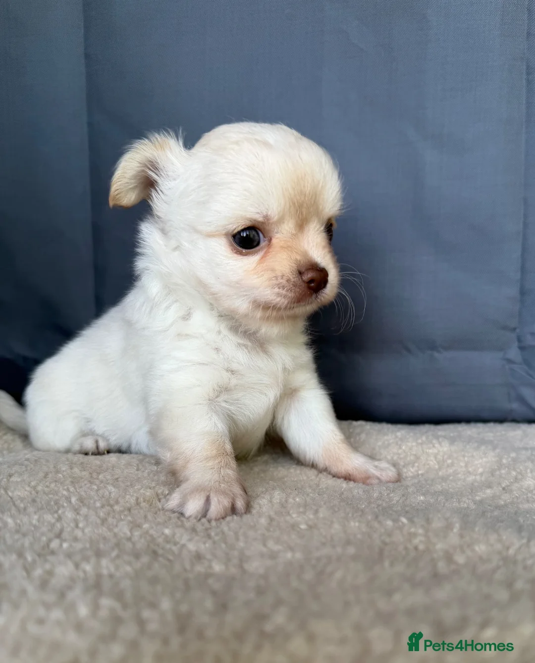 Chihuahua dogs for sale: 2 Gorgeous little long haired Chihuahua babies  - Advert 2