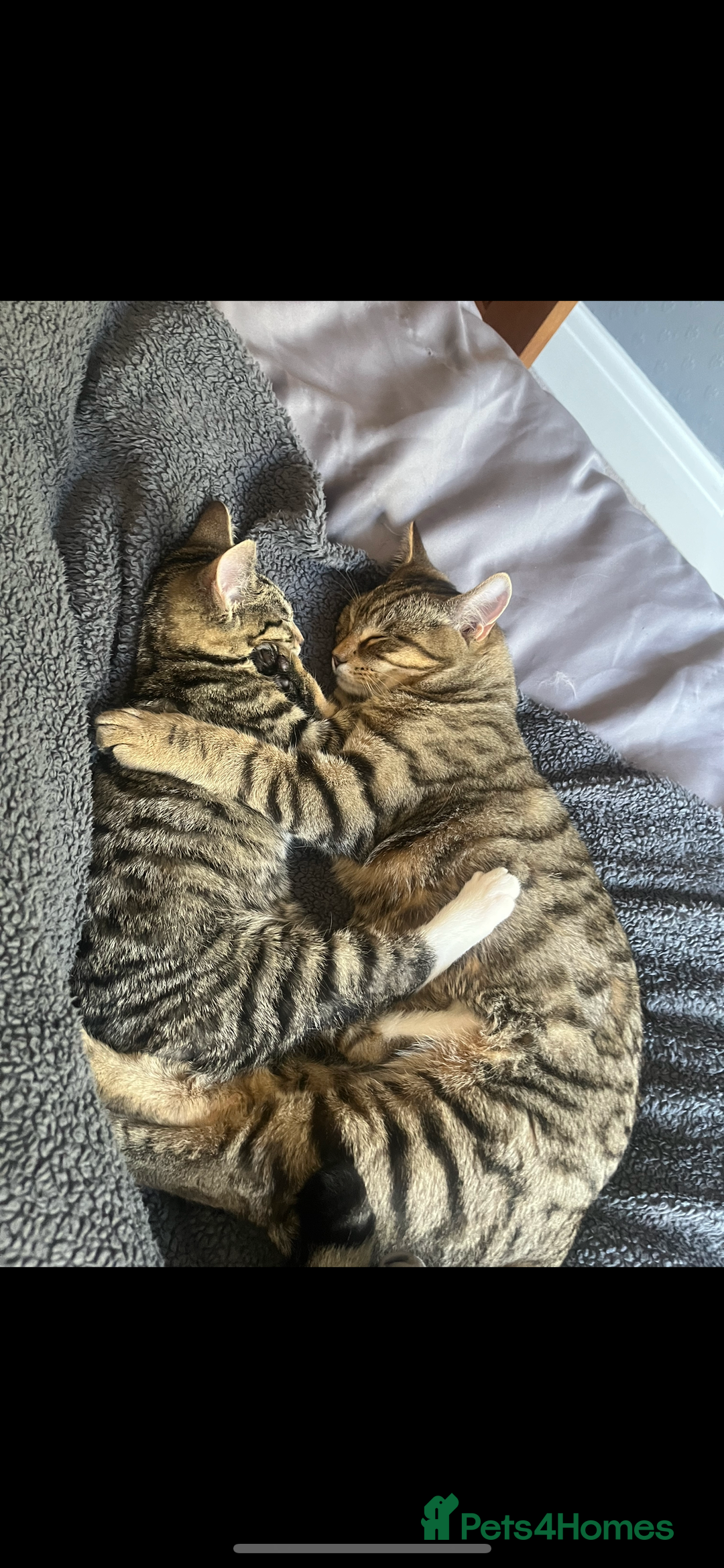 Mixed Breed cats for sale: Woody 1yr Old Lap Cat- Needs Rehoming - Advert 4