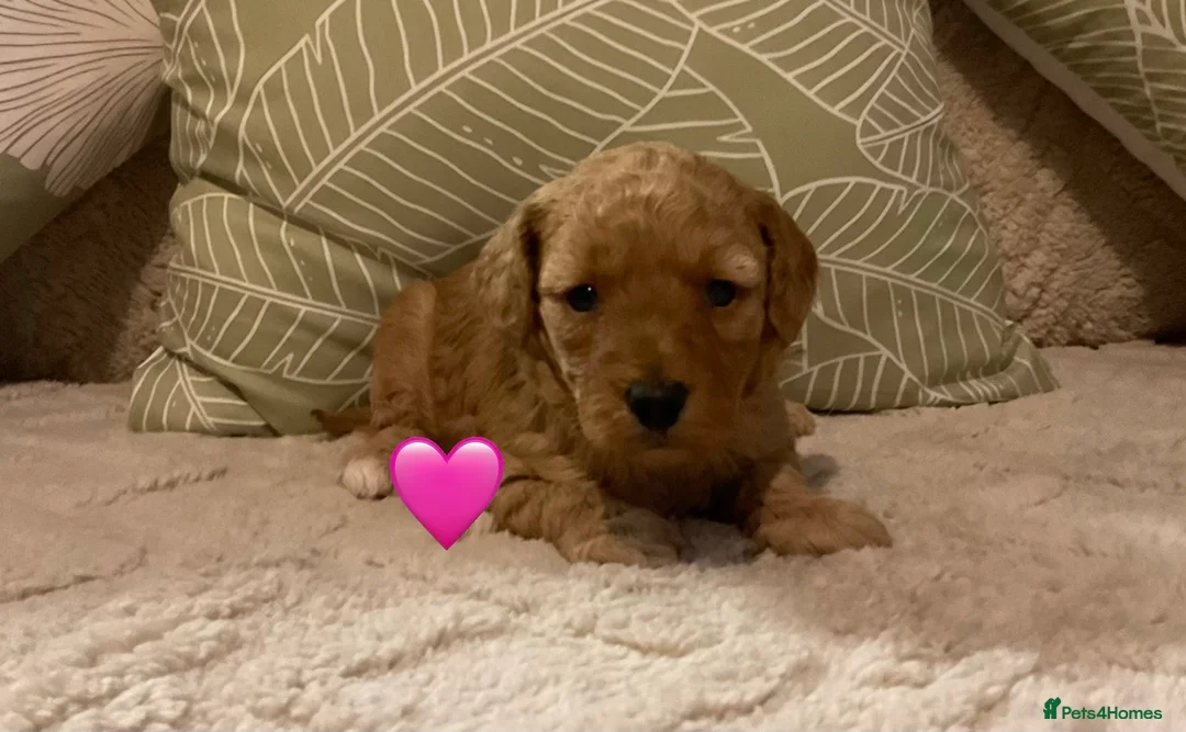 Jackapoo dogs for sale: Jackapoo Puppies - Advert 11