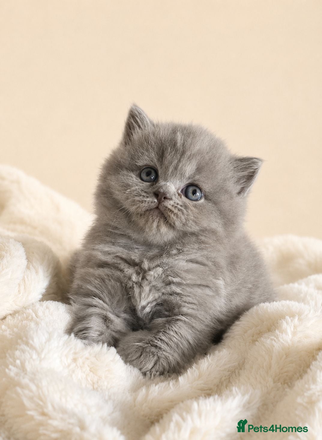 British Shorthair cats Exceptional British Shorthair kittens  - Advert 4