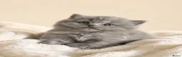British Shorthair cats for sale: Exceptional British Shorthair kittens  - Advert 1