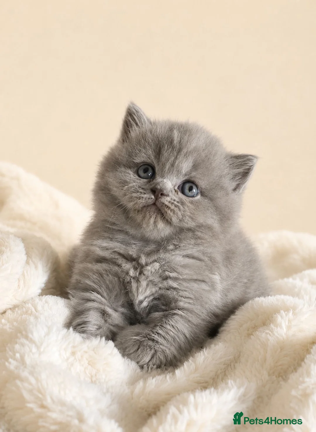 British Shorthair cats for sale: Exceptional British Shorthair kittens  - Advert 1