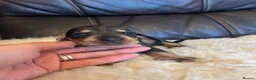 Dachshund dogs for sale: *Gamekeeper bred Wire Haired Dachshund Puppies* - Advert 22