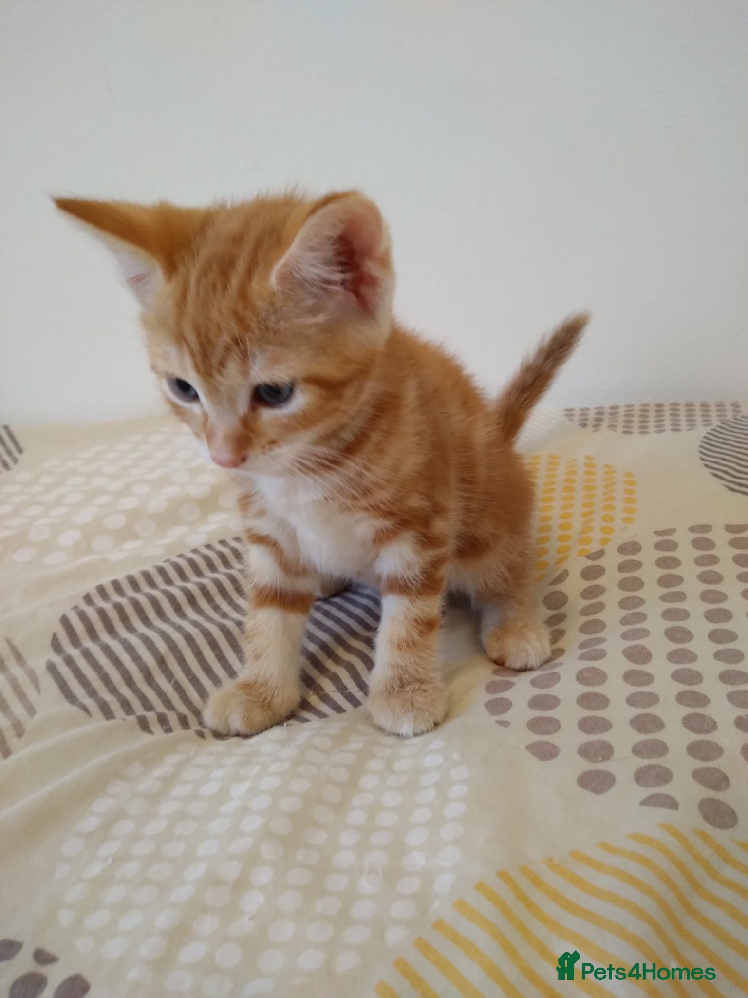 Mixed Breed cats 4 gingrer kittens for sale 3 male and 1 female  - Advert 14