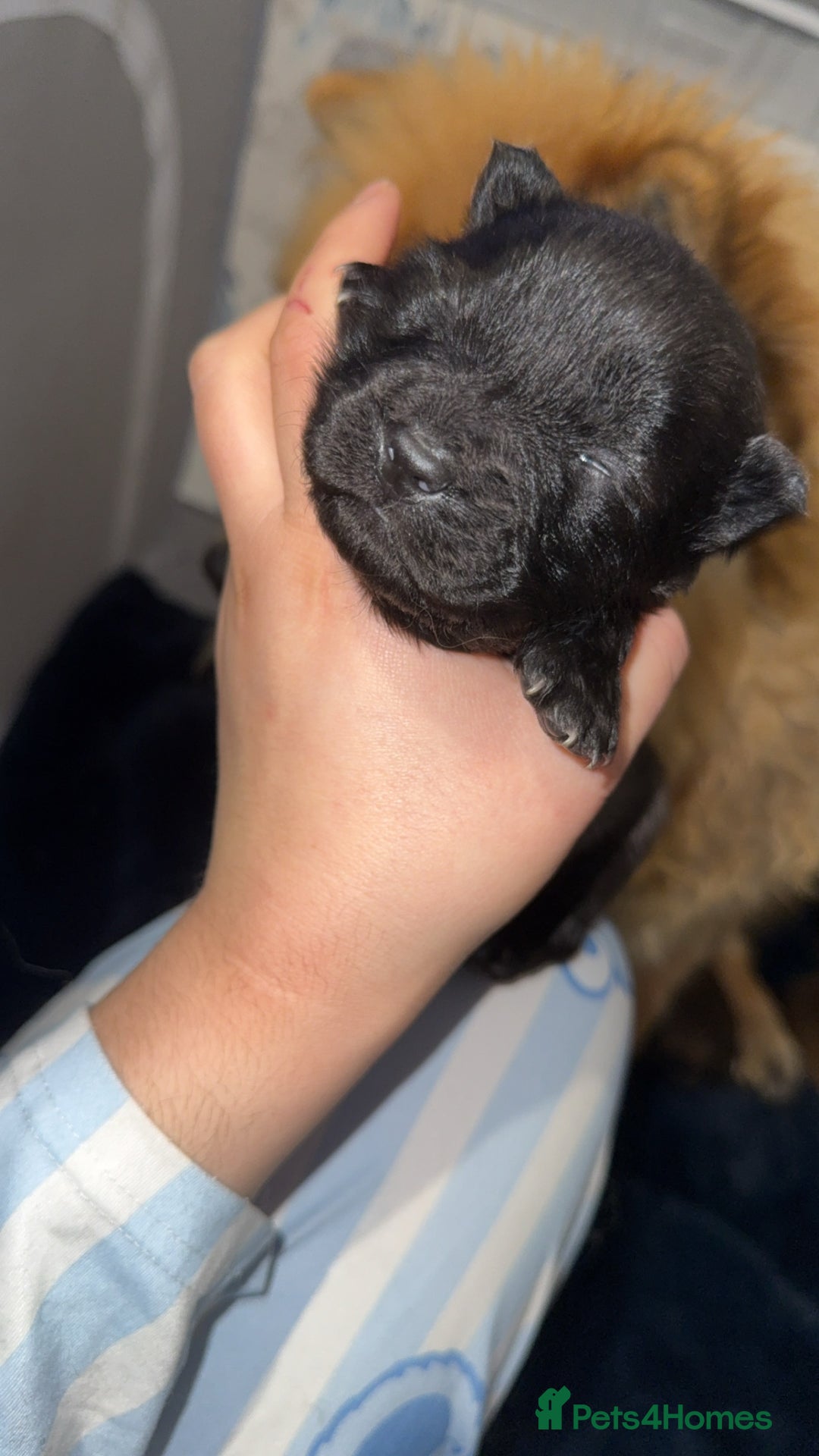 Chow Chow dogs for sale: Chow chow puppies  - Advert 24