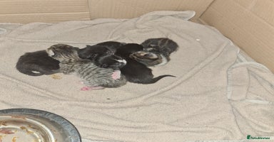 Mixed Breed cats - Advert 12