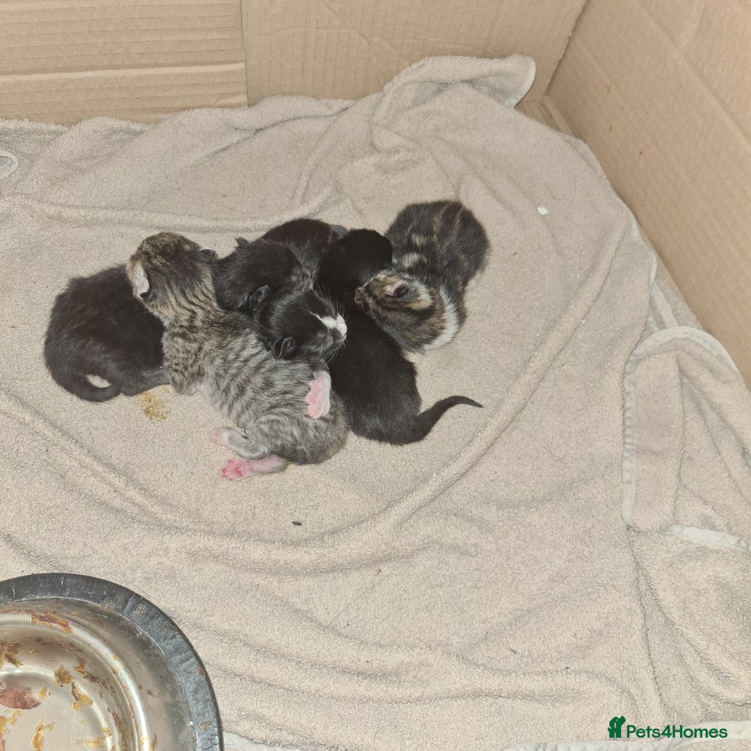 Mixed Breed cats for sale: Beautiful mixed litter - Image 2